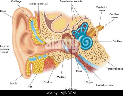 vector medical illustration of ear anatomy Stock Vector
