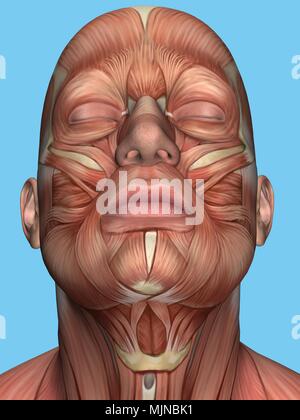 Anatomy of face and neck muscle. Stock Photo