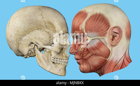 Anatomy side view of face muscles Stock Photo - Alamy