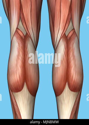Anatomy of back of leg. Stock Photo