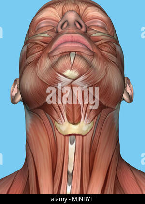 Anatomy of face and neck muscle. Stock Photo