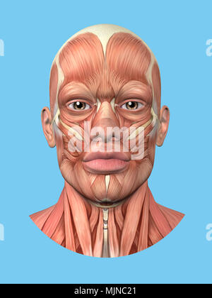 Anatomy front view of major face muscles of a man. Stock Photo