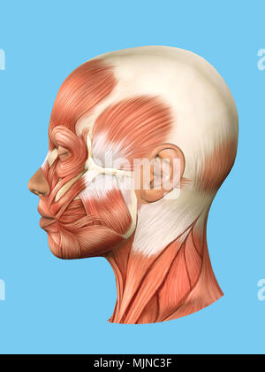 Anatomy side view of face muscles. Stock Photo
