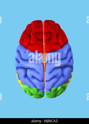 Illustration of human brain regions and anatomy Stock Photo - Alamy