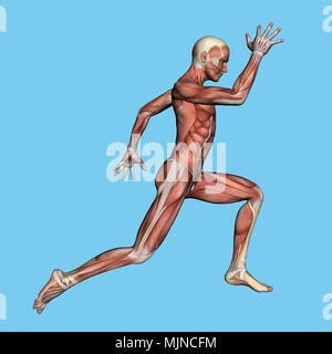 Muscle Anatomy of Male in Running Motion Stock Photo