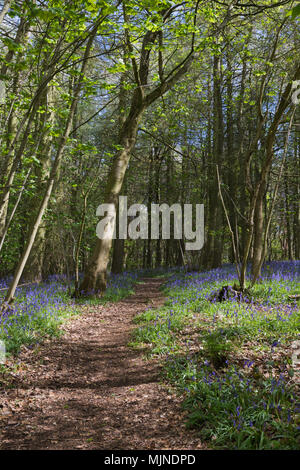 A track covered with brown leaves winds through beech trees lit by dappled sunlight. Hundreds of bluebells are blooming on either side of the track. Stock Photo
