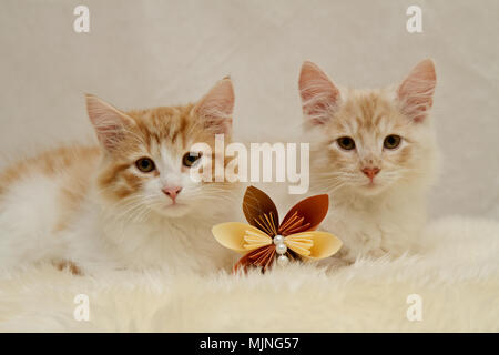 Norwegian forest cat kittens posing on sheep skin Stock Photo