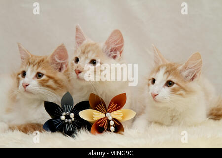Norwegian forest cat kittens posing on sheep skin Stock Photo
