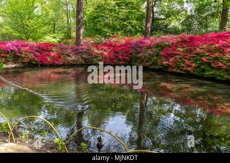 Flowering azaleas at the Still Pond, Isabella Plantation, Richmond Park, Surrey, England Stock Photo