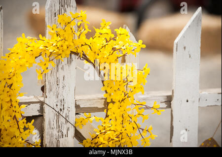 Yellow wreath on old white painted picket fence. Stock Photo