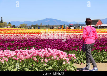 A woman standing in front of a field of tulip flowers looking at the flowers and barn.  The woman appears to be alone.  There are tourist in the backg Stock Photo