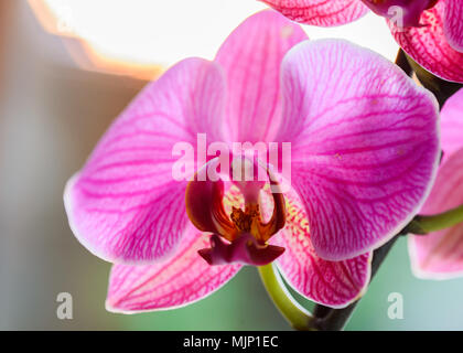 orchid highlighted with the light of the sun at sunset - very shallow depth of field - focus on a floral post Stock Photo