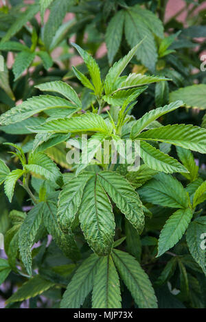 Cannabis Marijuana young female plants before setting buds,  growing outdoors