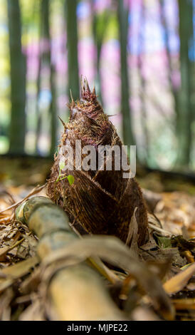 Walking in the bamboo forest Stock Photo