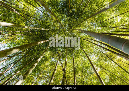 Walking in the bamboo forest Stock Photo