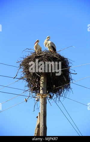 Pair of storks sitting in nest. Peaceful birds on background of blue sky. Storks returning to their nests in spring. Two stocks on nest. Stork nest on Stock Photo