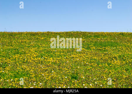 Hot spring bank holiday with fields of wild flowers and honey bees collecting nectar pollen from dandelions Stock Photo