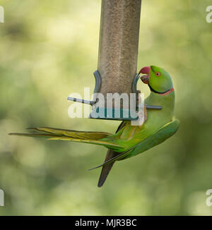 Wimbledon, London, UK. 6 May, 2018. Ring Necked Parakeet, Britain’s only naturalised parrot, feeds from a garden bird feeder in hot bank holiday sunshine under the shade of an apple tree. Credit: Malcolm Park/Alamy Live News.