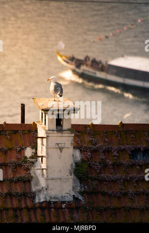 A seagull observing the Douro river on sunset time, with a Rabelo's boat cruising the river Stock Photo