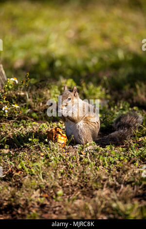 Brown Little Shermans fox squirrel Sciurus niger shermani sits on the grass to eat in Liberty Park, Naples, Florida Stock Photo