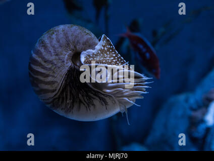 Live chambered nautilus (Nautilus pompilius) close up in an aquarium with blue background Stock Photo