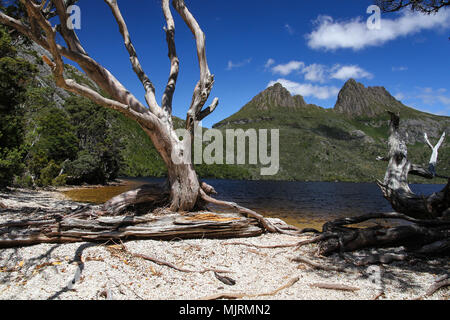 Cradle Mountain, a popular Tasmanian tourist destination, with Dove Lake in the foreground and alpine vegetation Stock Photo