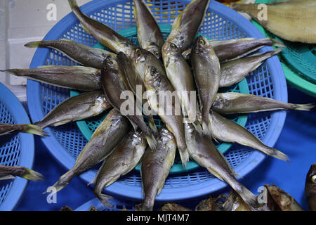 Little silver fish,known as Baendaengyi,displayed on a blue plate in the seafood section of a local market on Ganghwa Island  near Seoul, South Korea. Stock Photo