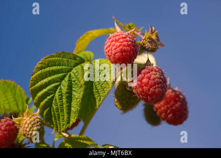 U Pick Raspberries Greens Bridge Gardens Linn County Oregon