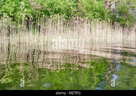 Reeds, in lake water reflected parallel lines and curves, golden hour in polish nature reserve Lednica lake. Wielkopolska,  Poland. Stock Photo