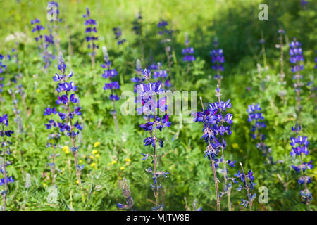 A meadow of blue Lupines in blossom Stock Photo