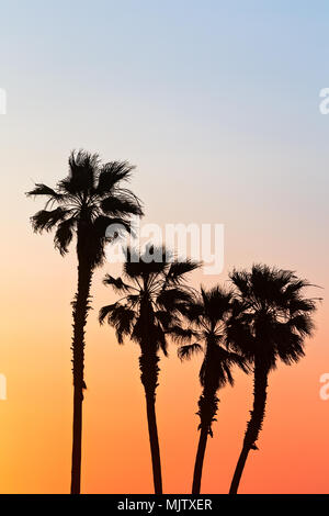 Palm tree silhouettes at sunset in Huntington Beach, California Stock Photo