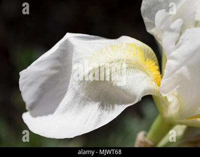 closeup of a white iris flower petal with yellow beard showing the veins Stock Photo