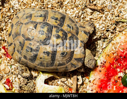 a tortoise in a terrarium eating watermelon Stock Photo