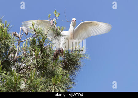 cattle egret carrying nesting material back to the nursery tree Stock Photo