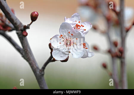 wild or sour cherry blossom and bud in the sun prunus avium or cerasus similar to a cherry plum prunus cerasifera very close up family rosaceae Stock Photo