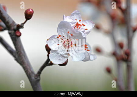 wild or sour cherry blossom and bud in the sun prunus avium or cerasus similar to a cherry plum prunus cerasifera very close up family rosaceae Stock Photo