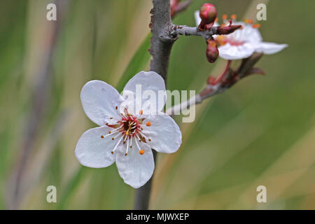 wild or sour cherry blossom and bud in the sun prunus avium or cerasus similar to a cherry plum prunus cerasifera very close up family rosaceae Stock Photo