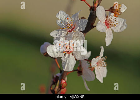 wild or sour cherry blossom and bud in the sun prunus avium or cerasus similar to a cherry plum prunus cerasifera very close up family rosaceae Stock Photo