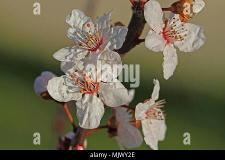 wild or sour cherry blossom and bud in the sun prunus avium or cerasus similar to a cherry plum prunus cerasifera very close up family rosaceae Stock Photo