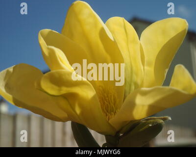 Yellow Magnolia Daphne flower Stock Photo
