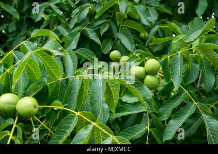 Eastern Black Walnuts Stock Photo