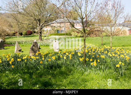 Daffodils growing in garden of Manor Farm, Huish, Vale of Pewsey, Wiltshire, England, UK Stock Photo