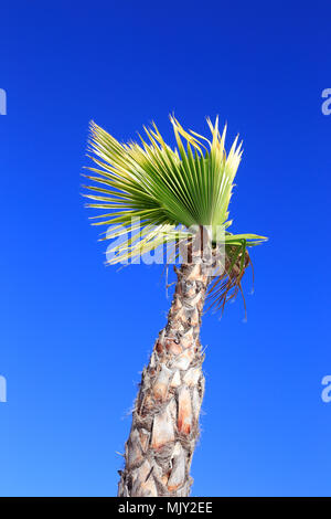 One palm tree isolated on blue clear sky. Stock Photo