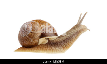 Burgundy snail (Helix pomatiaside view isolated on white. Stock Photo