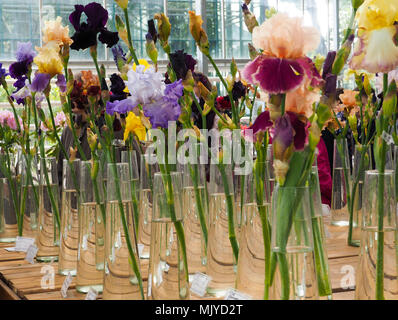 Motley iris flowers in vases, Violet and yellow iris flowers in a vase, plant Stock Photo