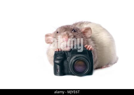 Cute rodent with a toy camera isolated on white background. Stock Photo