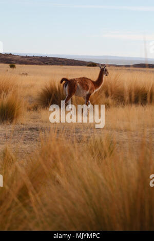 Guanaco amongst the pampas grass. Cabo dos bahias, Patagonia. Tail raised in alarm. Stock Photo