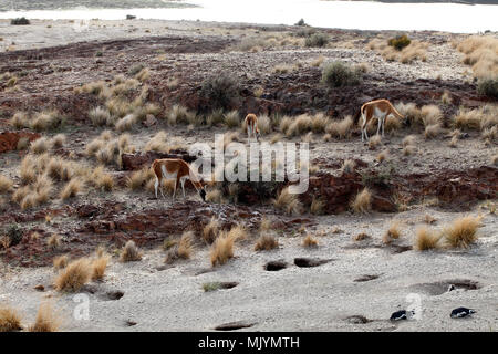 Herd of Guanoacos grazing on the scrubland and pampa Stock Photo