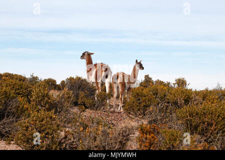 Mother and young, Guanacos. Patagonia. Stock Photo