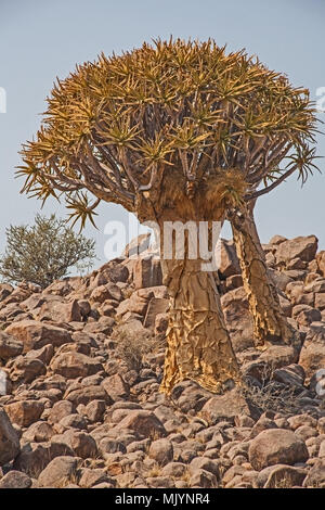 quiver tree quiver tree